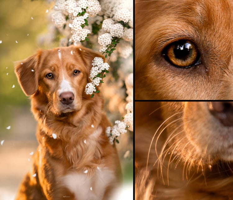 7Artisans 135mm f/1.8 optical design and lens elements