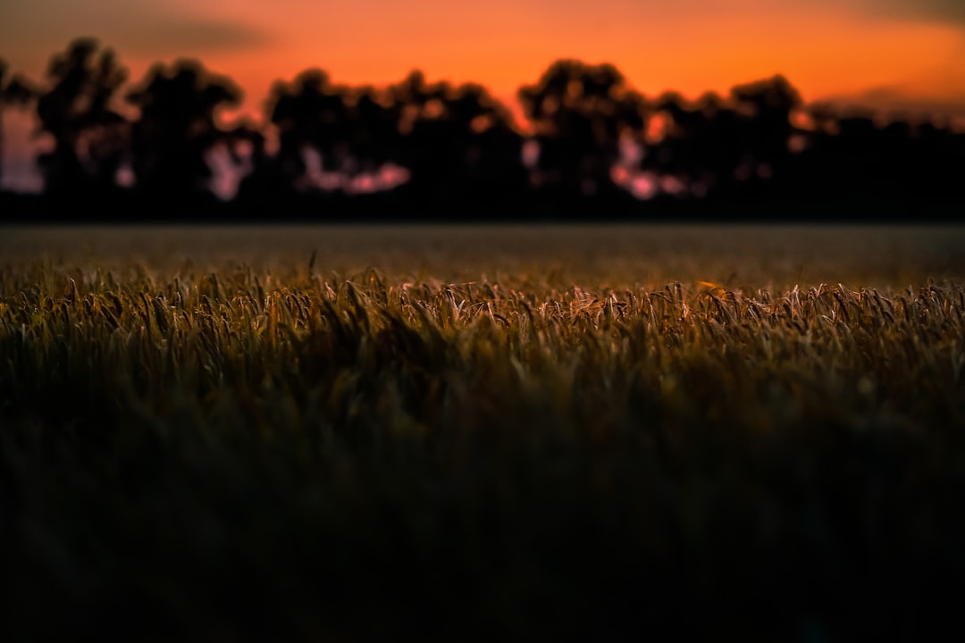 7 Stunning 7artisans Vintage Lens Photos REVEALED! 7 Wheat field at sunset.